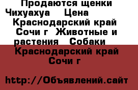 Продаются щенки Чихуахуа  › Цена ­ 10 000 - Краснодарский край, Сочи г. Животные и растения » Собаки   . Краснодарский край,Сочи г.